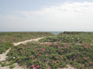 roses along path