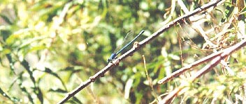 blue dragonfly