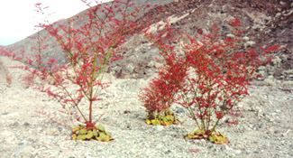 Three red red flowering plants on stark landscape in late November