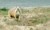 Prairie dog