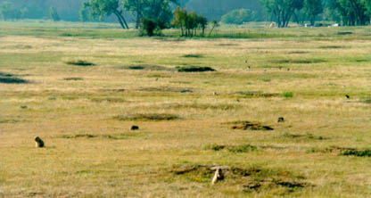 Prairie dogs peeking out of the earth.