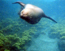 baby sea lion