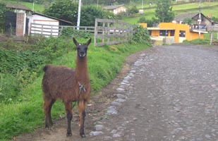 Llama on the side of the road