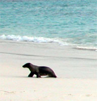 baby sea lion