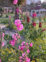 Hollyhocks