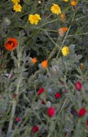 Flowers along the path