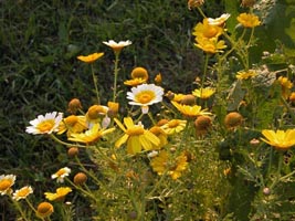 Coreopsis