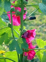 Detail of Hollyhocks