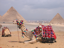camel in front of the pyramids