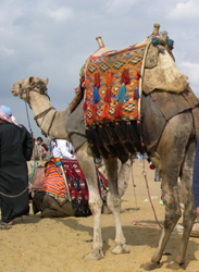 camel with fancy blanket