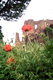 Another of my forever favorites, poppies in the early summer.