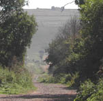 road leading to the horse