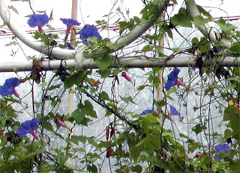 morning glories grace the cieling of the greenhouse