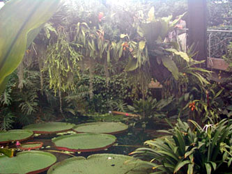 water lilies in a huge green house