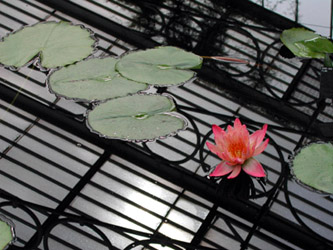 bright pink waterlilly in black water