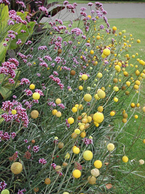 Flowers along the paths at Kew