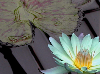 blue waterlily