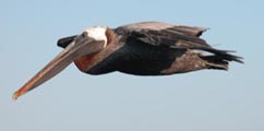 Pelican