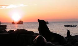 sunset with sea lion