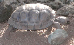 baby tortoise