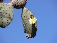 cactus flower