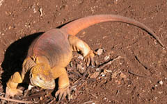 Land Iguana