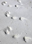 sea lion footprints