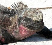 marine iguana