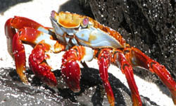 Sally lightfoot crab