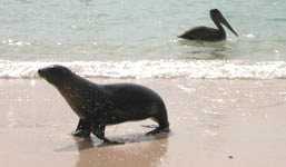 sea lion and pelican