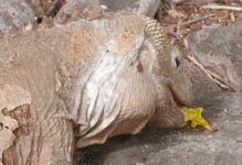 an iguana eating a flower