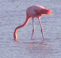 Flamingo