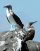 pair of blue footed boobies