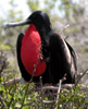 male frigate bird