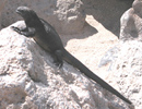 marine iguana