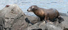 sea lion and sally lightfoot