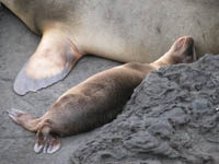 baby sea lion