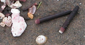 beach shells with urcin parts