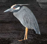 crested rock heron