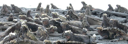 many marine iguanas