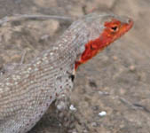 female lava lizard