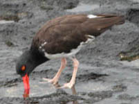 oyster catcher