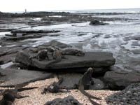 tidal pools