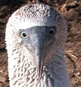 blue footed boobie