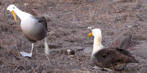 albatros dance