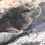 marine iguana