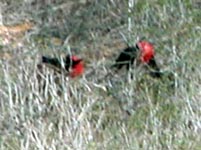 male frigate birds