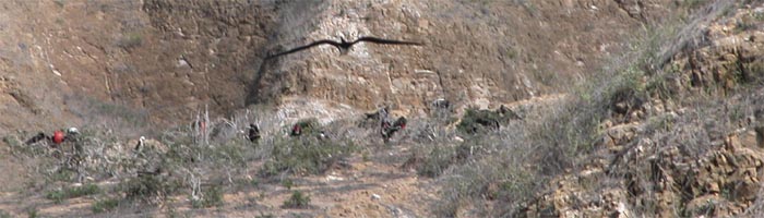 nesting and swooping frigates