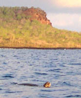 turtle peeking out of the water