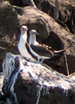 Bluee footed boobies